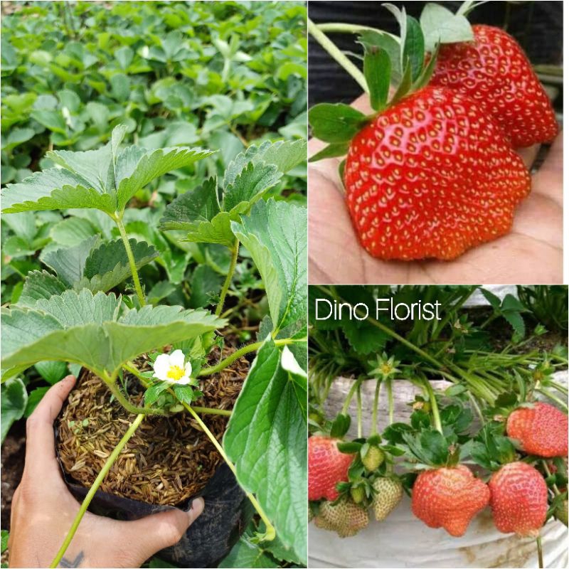 Bibit Tanaman Buah Strawberry Mencir / Buah Jumbo