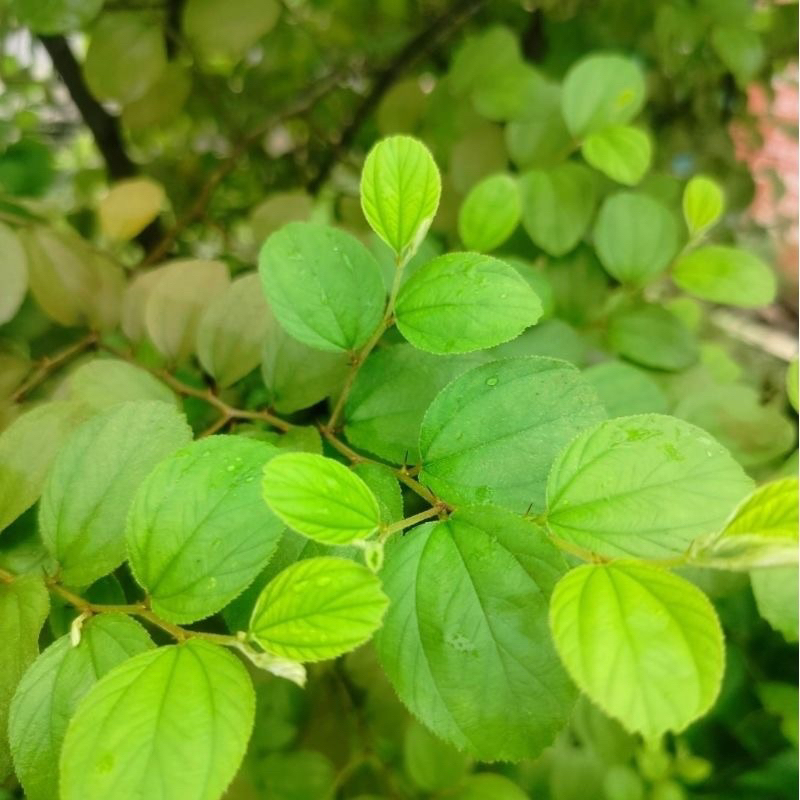 

Daun Bidara Segar Fresh Dipetik Setelah dipesan