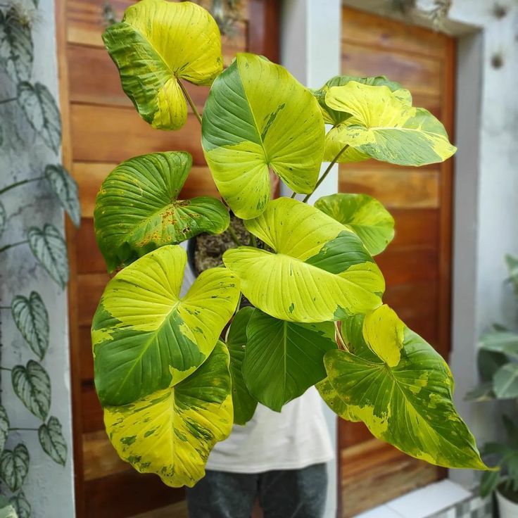 tanaman hias homalomena variegata mint