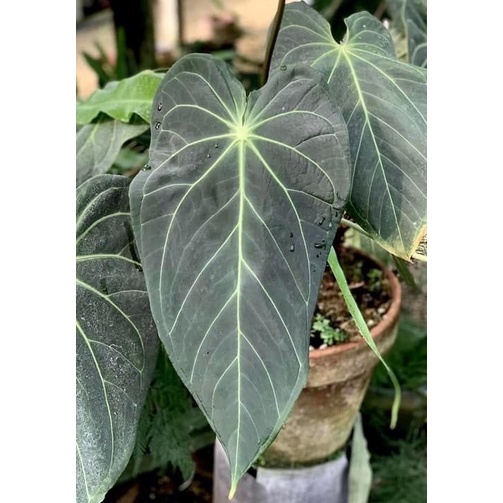 Tanaman hias anthurium black mamba
