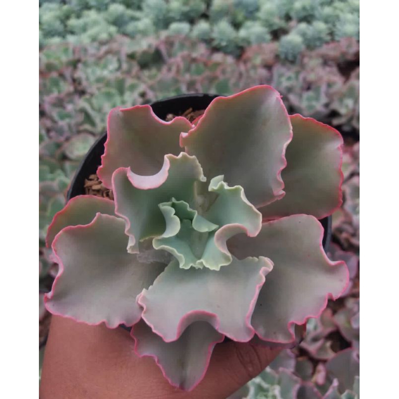 Sukulen Echeveria Saviana Curly Sukulen Kol Size Jumbo