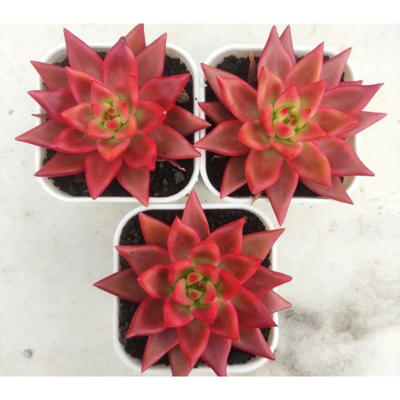 Sukulen Echeveria Agavoides Frank Reinelt