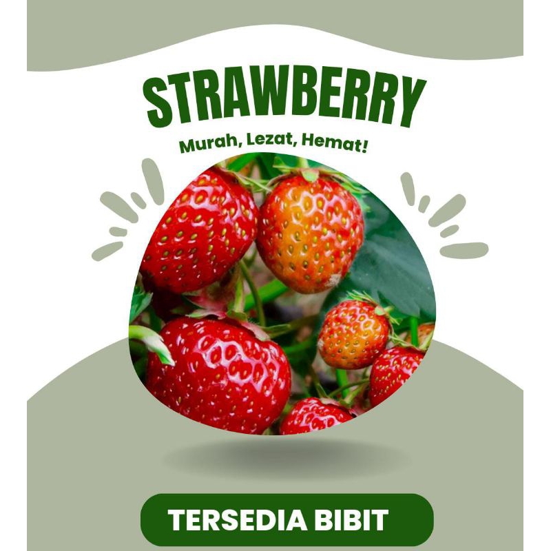 Bibit strawberry/strawberry mencir /kondisi siap berbuah