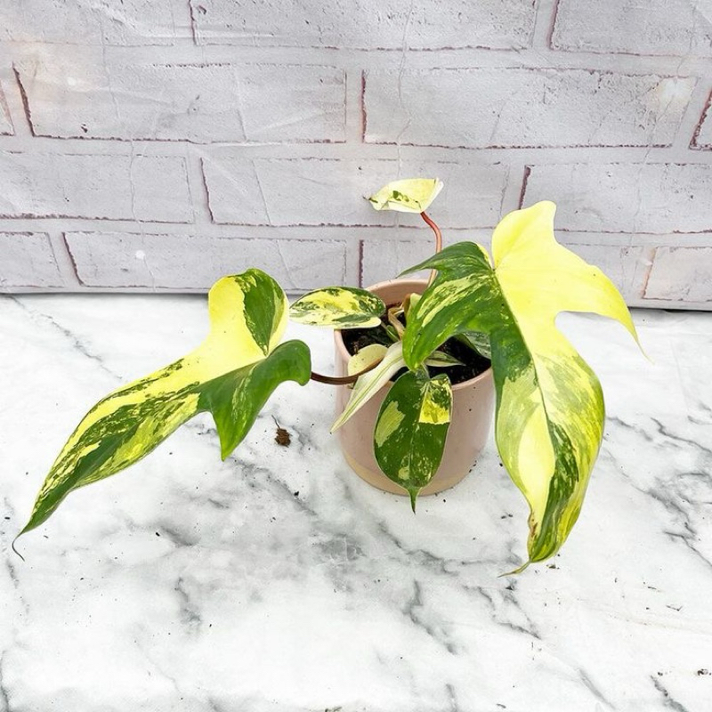 philodendron florida beauty varigata