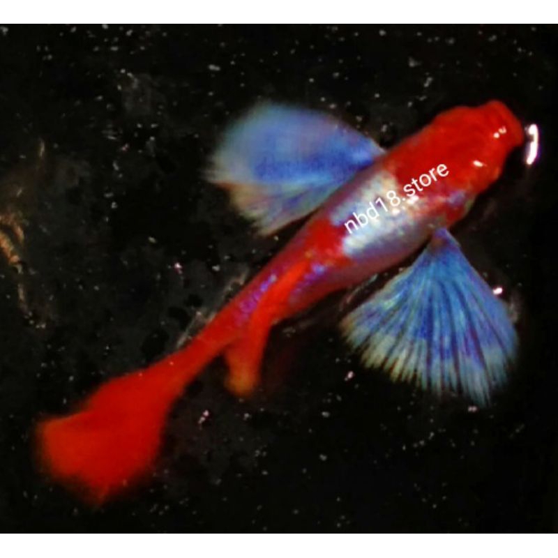 paking box seterofoam guppy albino platinum redtail koi dumbo white ear