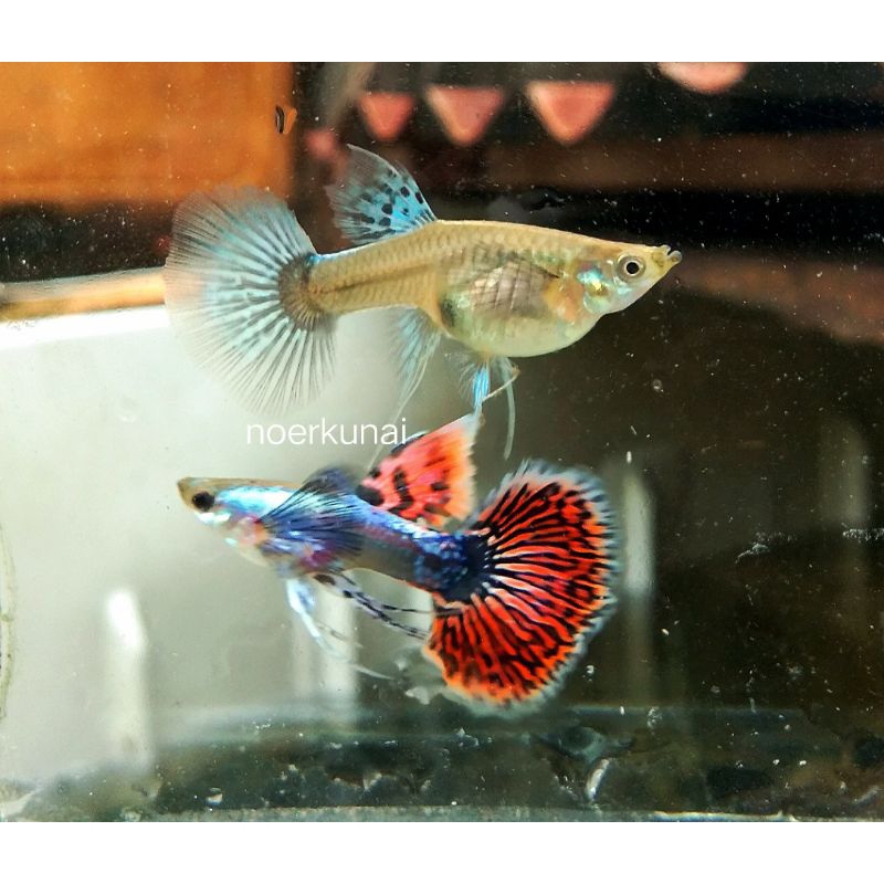 paking box seterofoam guppy platinum red mozaik ribbon dumbo ear