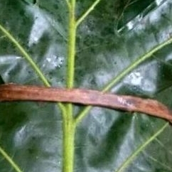 

daun sukun fress 500gr