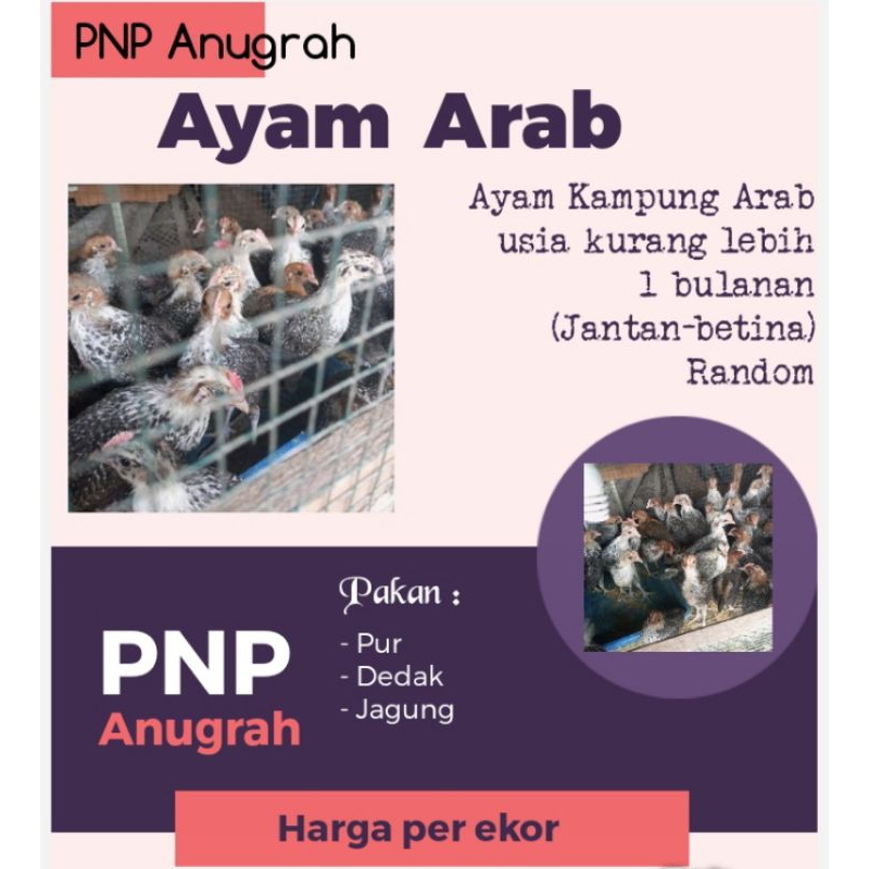 BIBIT AYAM ARAB - DOC ARAB -AYAM ARAB 1 BULAN - AYAM ARAB BESAR