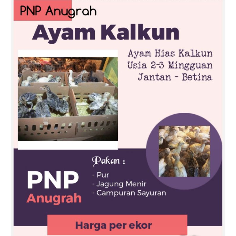 KALKUN - AYAM KALKUN - BIBIT AYAM KALKUN - ANAK KALKUN - KALKUN ANAKAN