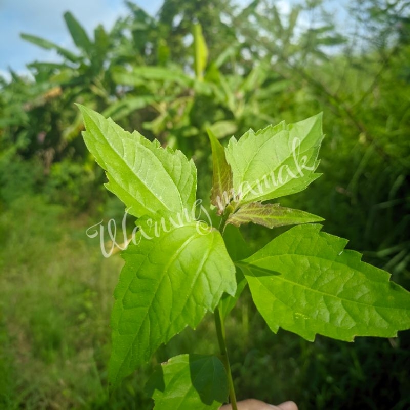 

Daun BALAKACIDA SEGAR DAUN HERBAL DAUN KOPSANDA 200gr
