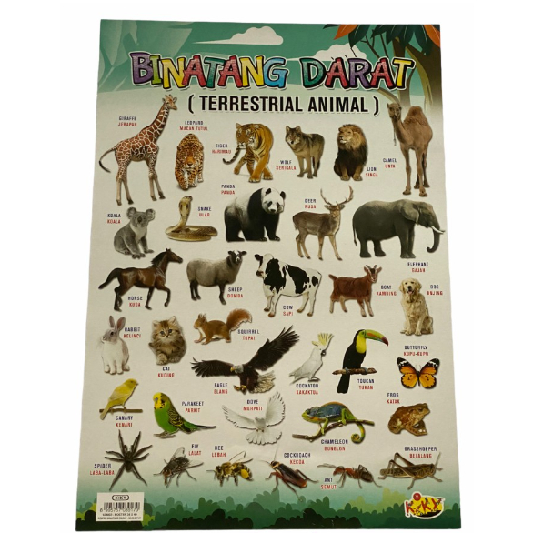 

POSTER HEWAN BELAJAR ANAK 34X49 KIKY / POSTER BELAJAR / POSTER EDUKASI