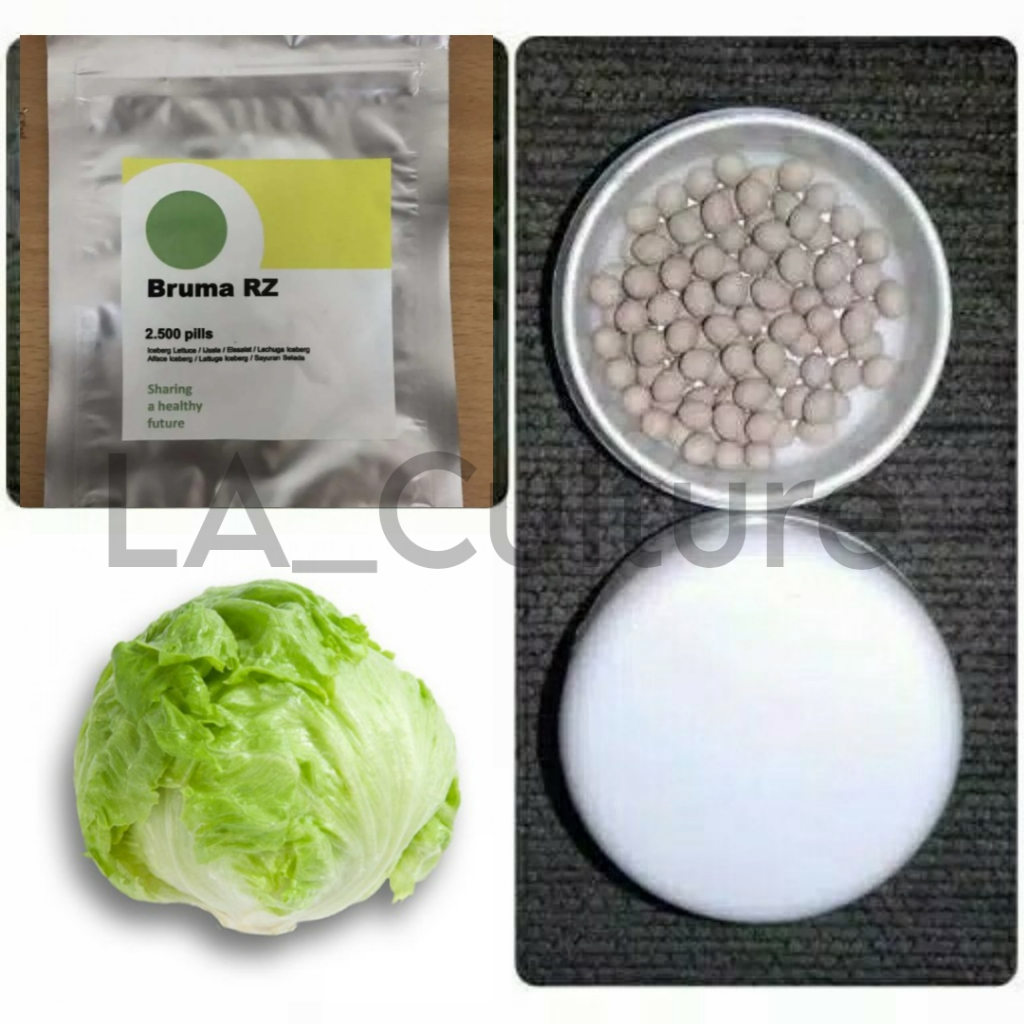 Benih Selada BRUMA RZ Repack 50 dan 100 Pills Iceberg Lettuce Rijk Zwaan