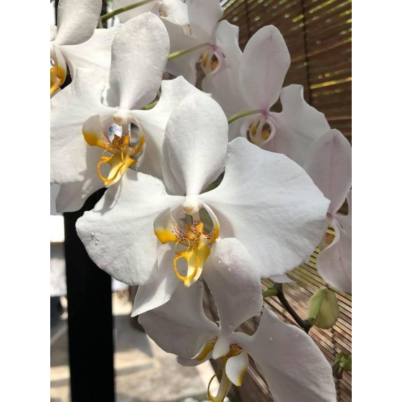 Phalaenopsis amabilis