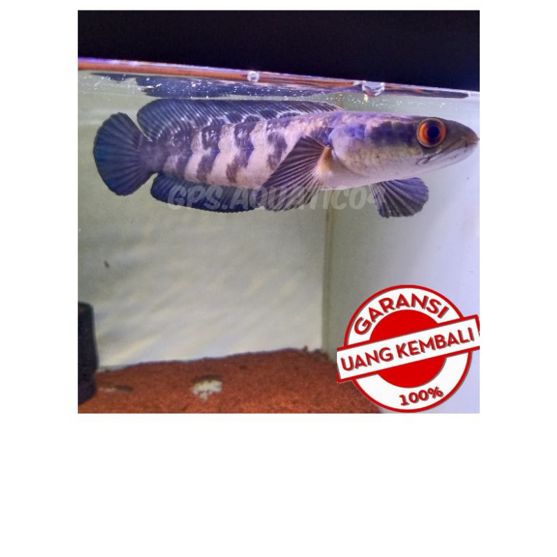 Red Barito Sp Lempuyangan