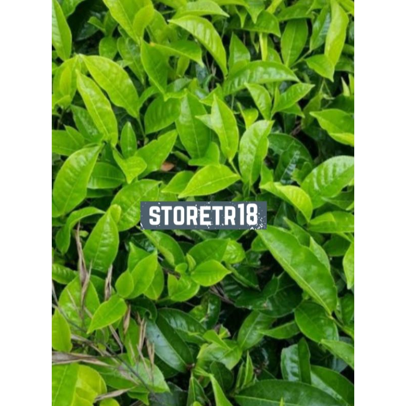 

Daun Teh Segar Per 1 Kg Petik Langsung