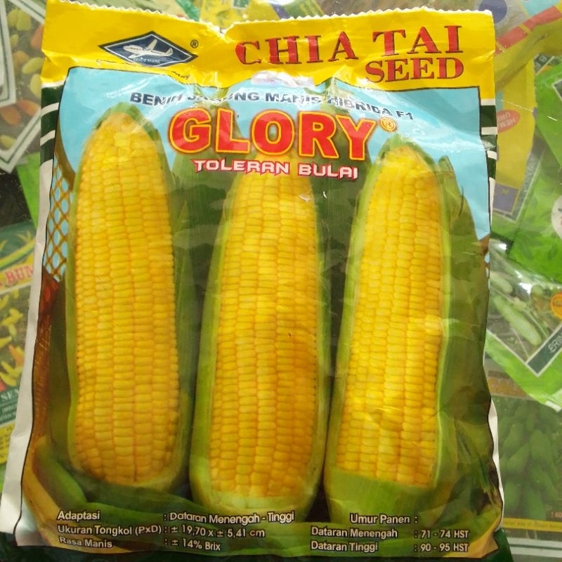 

benih jagung manis Glory jm