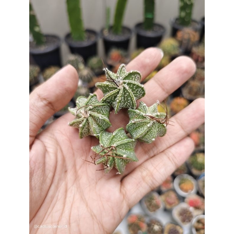 Kaktus astrophytum astro capricorn capricorne