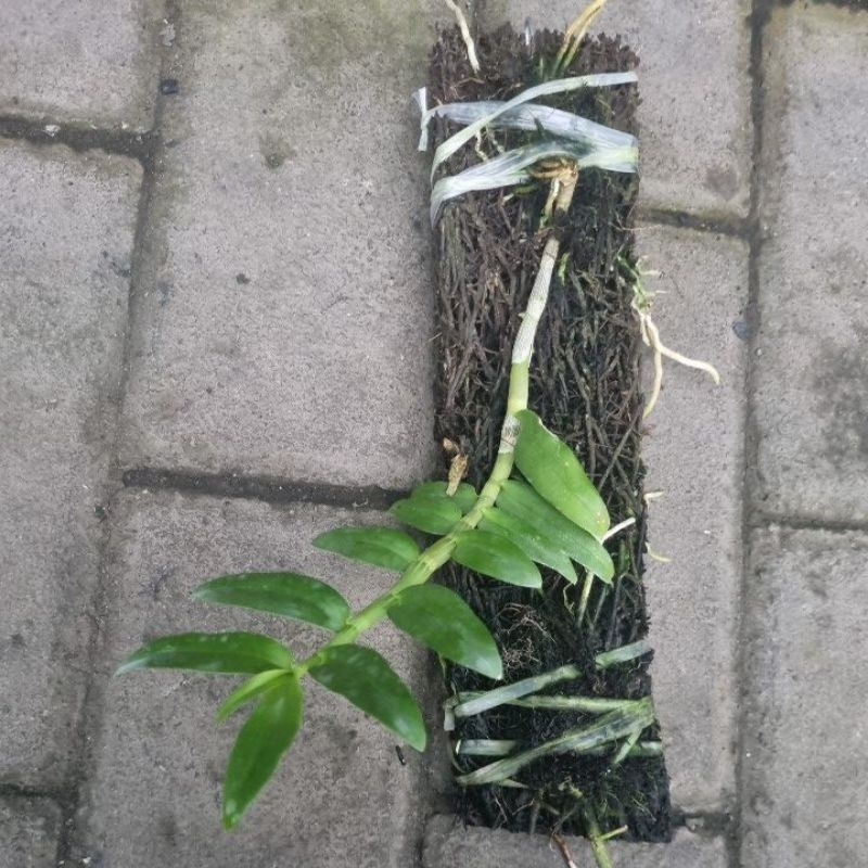 anusmum gigantea alba