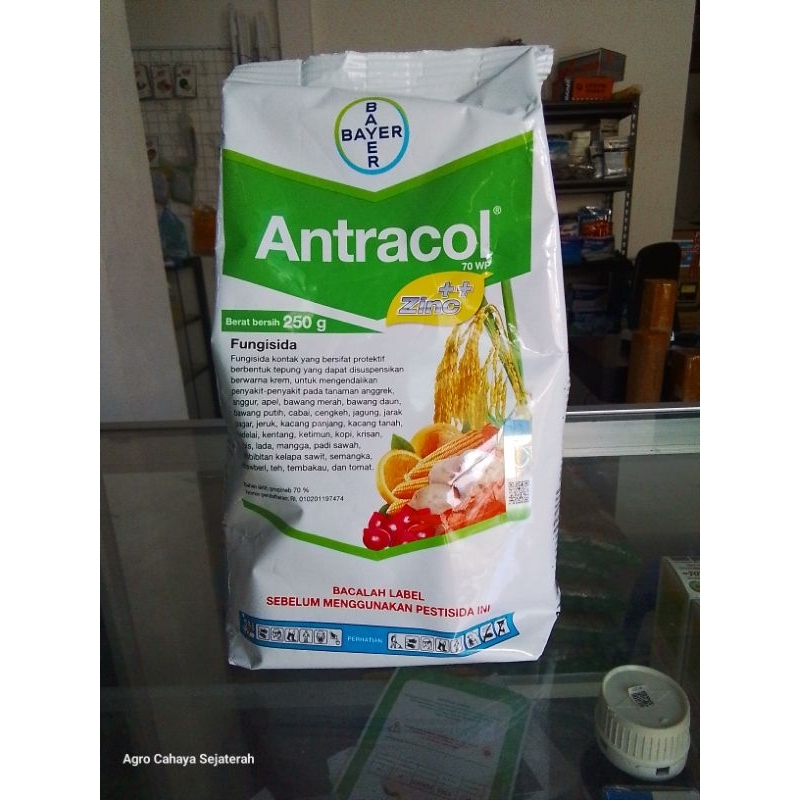 FUNGISIDA ANTRACOL 70 WP BERAT 250 DAN 500 GRAM | ANTRACOL 70 WP