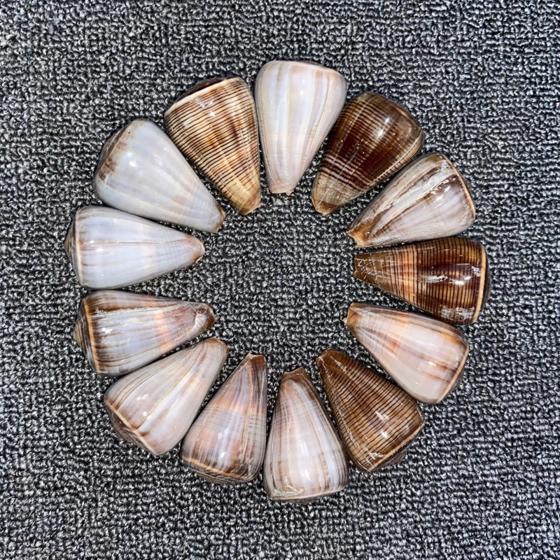 CANGKANG KERANG CONUS FIGULINUS