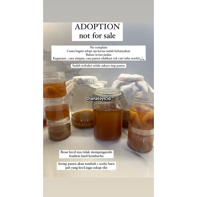 

Kombucha starter kombucha scoby adoption dianatoys