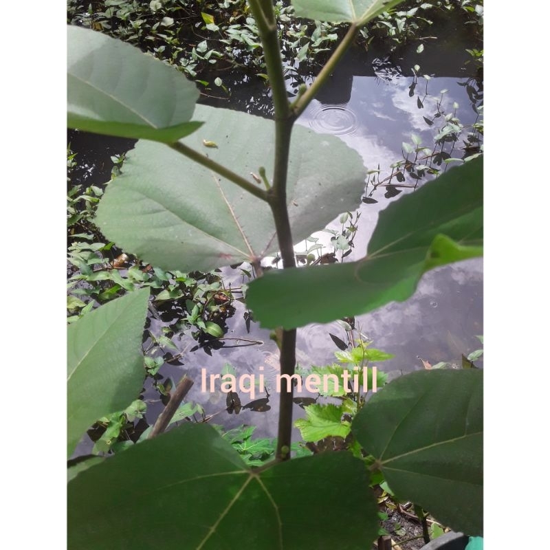 bibit buwah tin berbuwah
