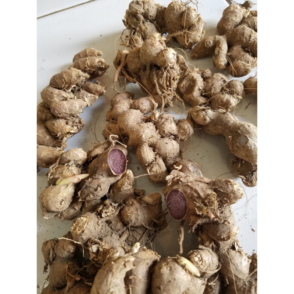 KUNYIT HITAM RIMPANG UMBI KUNYIT HITAM ASLI