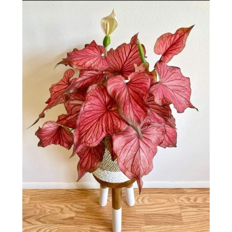 Caladium Red Jaguat Tanaman Hias Red jaguar Caladium/ Keladi Red Jaguar Tanaman Hias Bisa COD