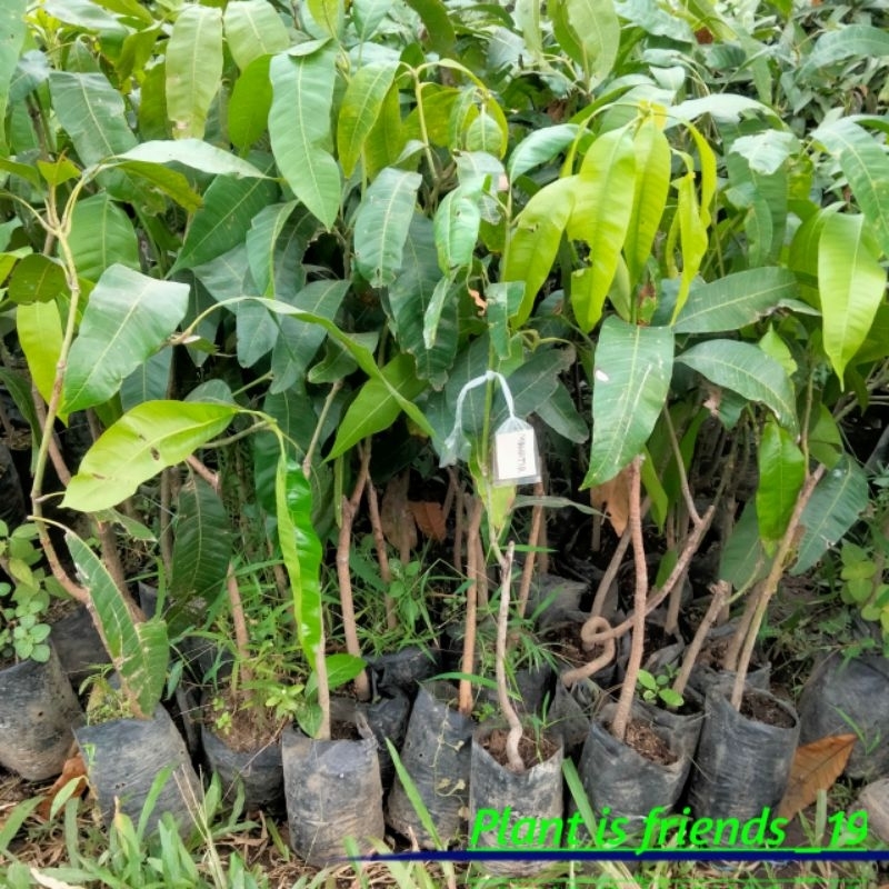 BIBIT MANGGA MAHATIR OKULASI TANAMAN MANGGA MAHATIR JUMBO