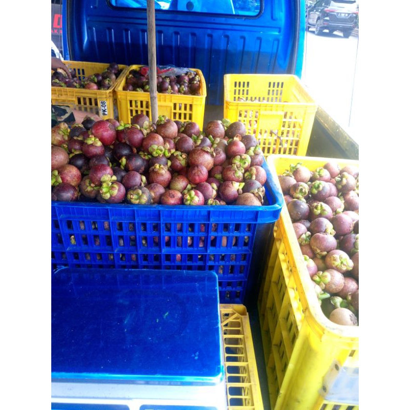 manggis wanayasa purwakarta