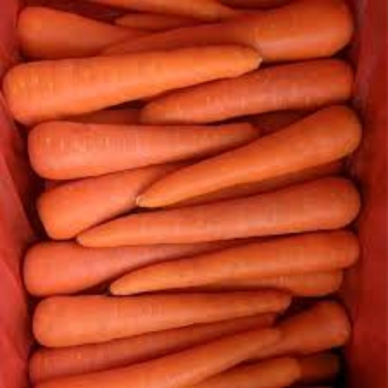 

Wortel botak(tidak bertangkai)