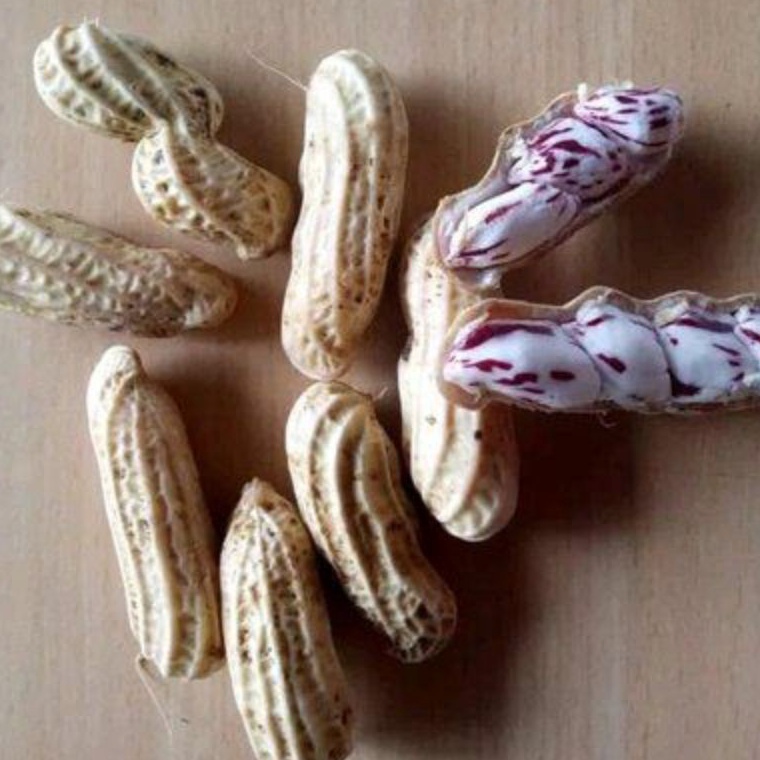 

READY STOK kacang tanah basahkacang madukacang lurikkacang super fresh 5gr