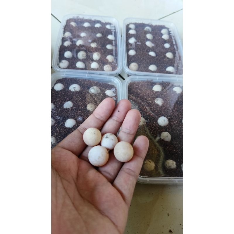 

telur bulus siap netas paket 22 butir