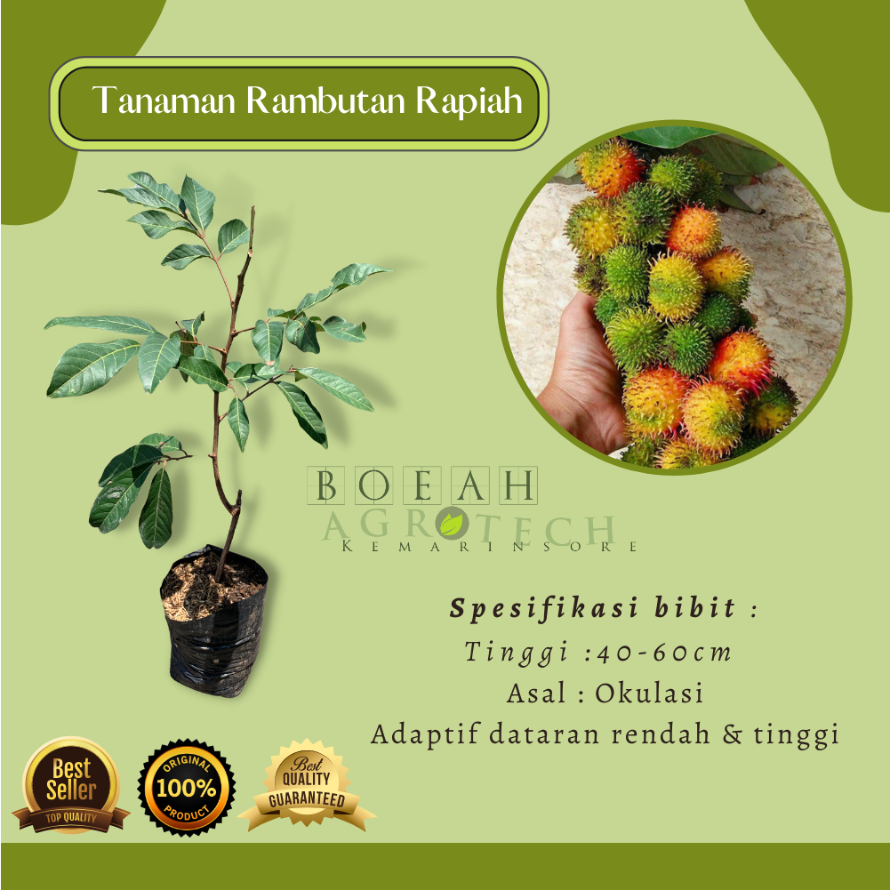 Bibit Rambutan Rapiah/Tanaman Rambutan Rapiah