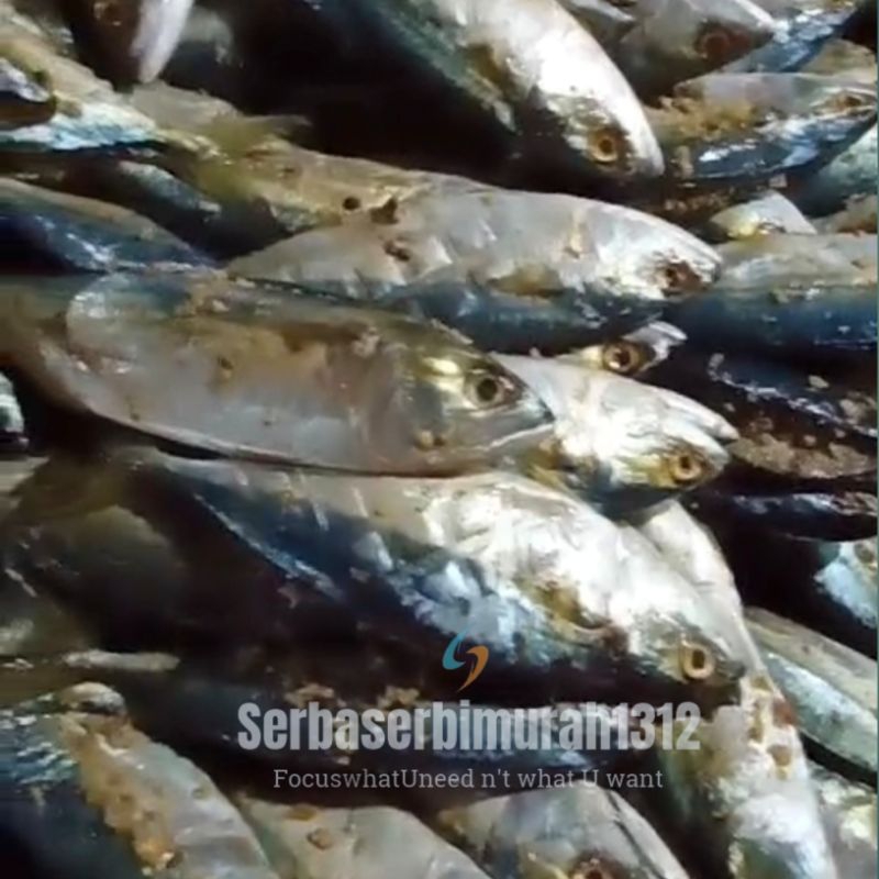 

Picungan Ikan Kembung/Banyar/Banyara & Bentong/Selar|Khas Pandeglang