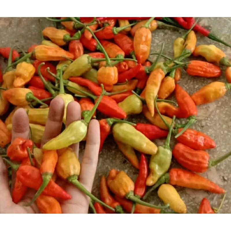 

cabe rawit 500 gr