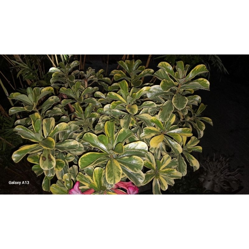 ADENIUM VARIGATA SUPER JUMBO