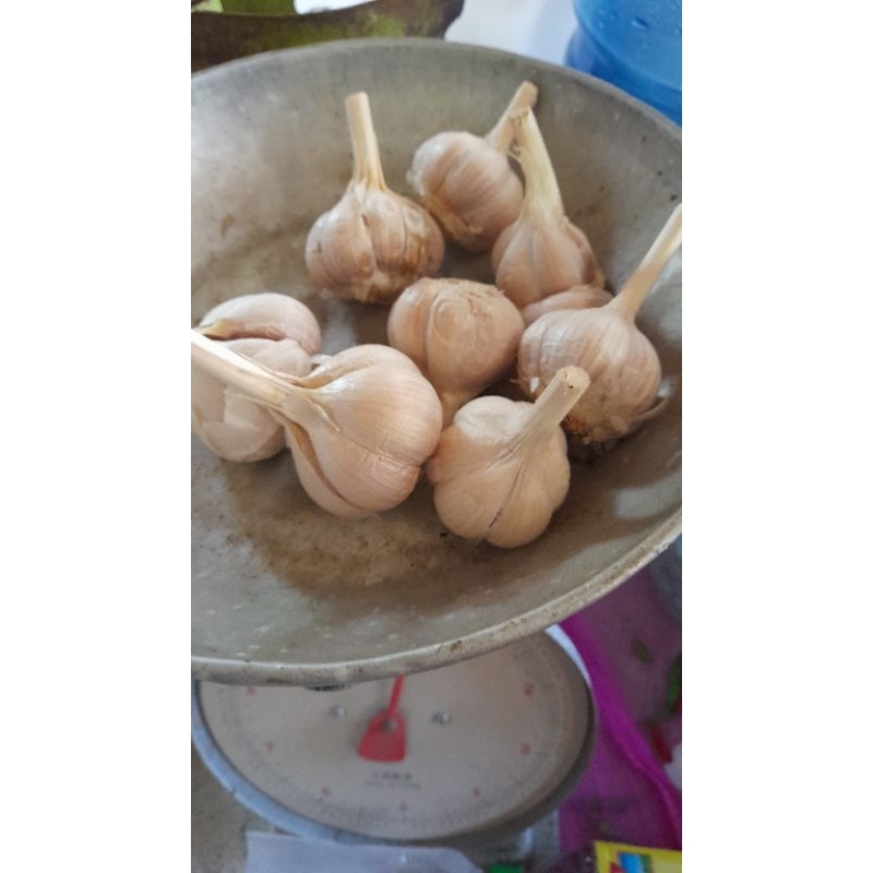 

bawang putih kating