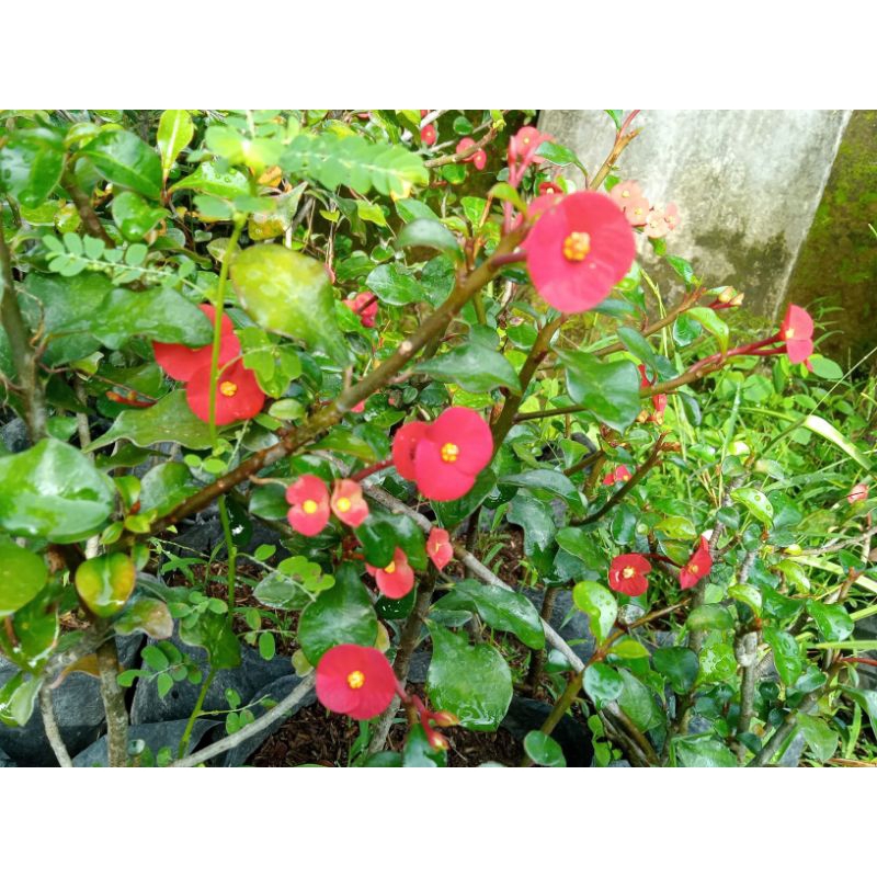 Euphorbia Geroldii