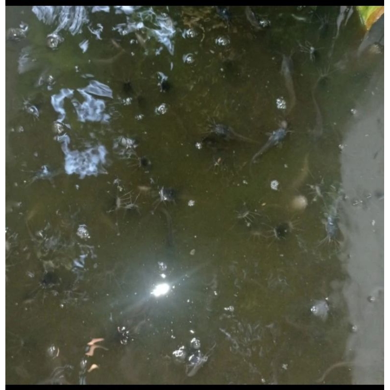 bibit ikan lele pakan inkan predator