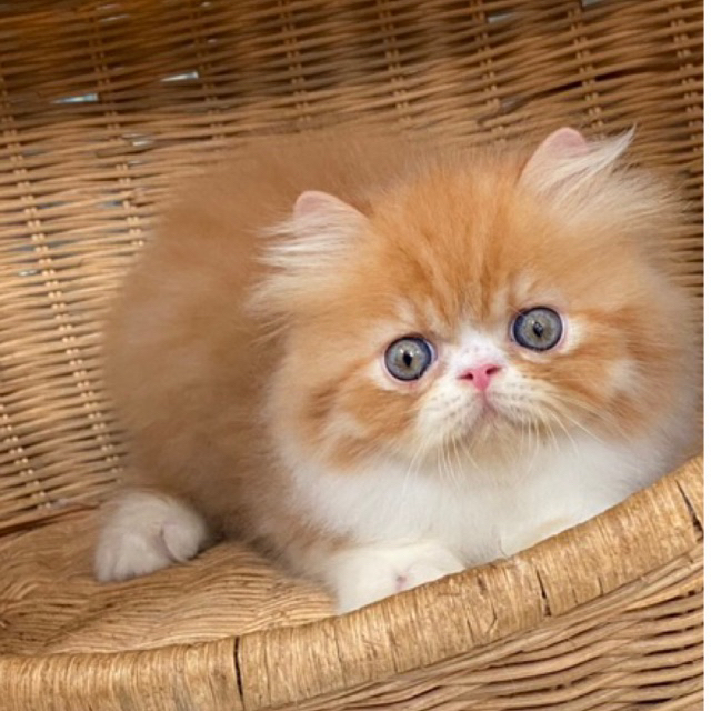 kitten persia peaknose jantan non ped ( PO )