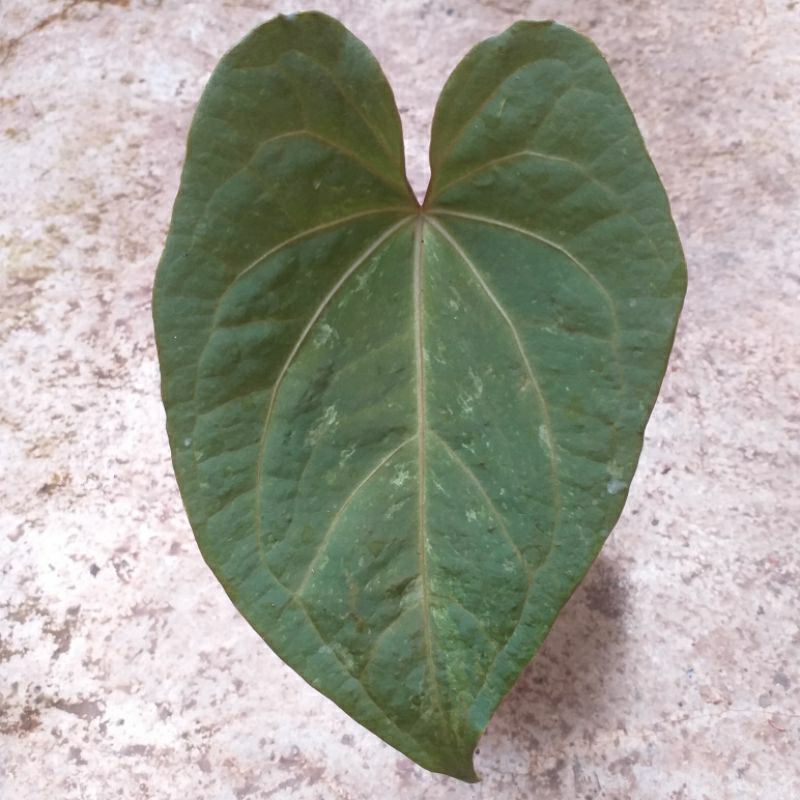 Anthurium Red Vein Dark Phoenix Variegated