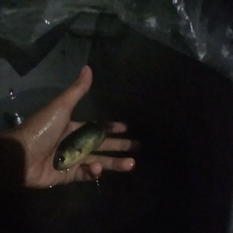 

ikan betik kecil sepasang