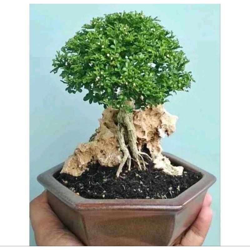 Kemuning Super Mikro BAHAN BONSAI