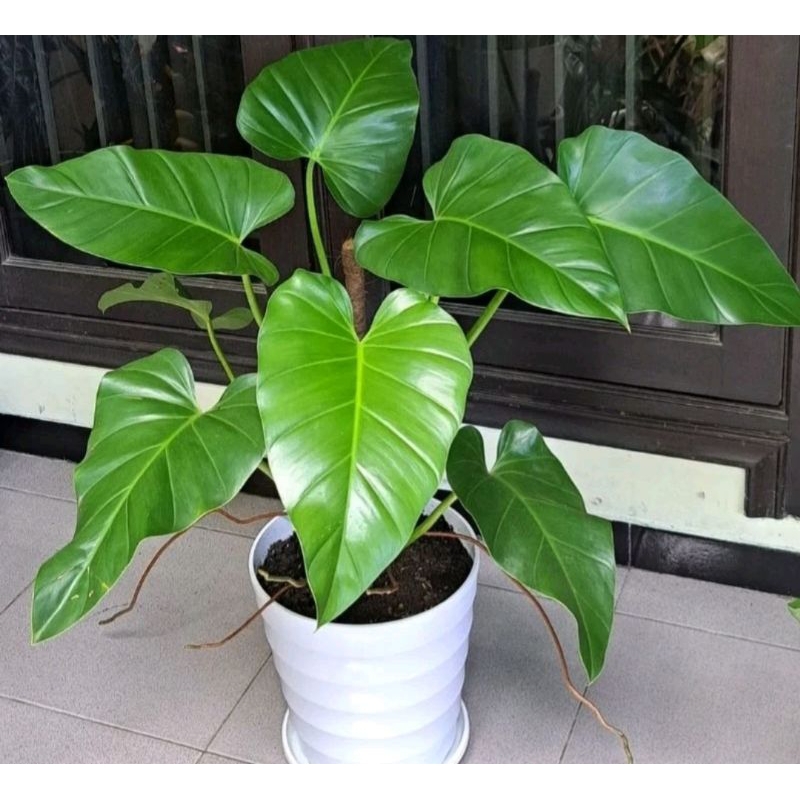 tanaman hias philo marbel