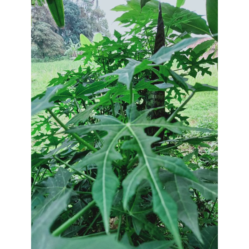 

Daun Gesit Pepaya Jepang Segar 100% Alami Lalapan Sayur perhelai