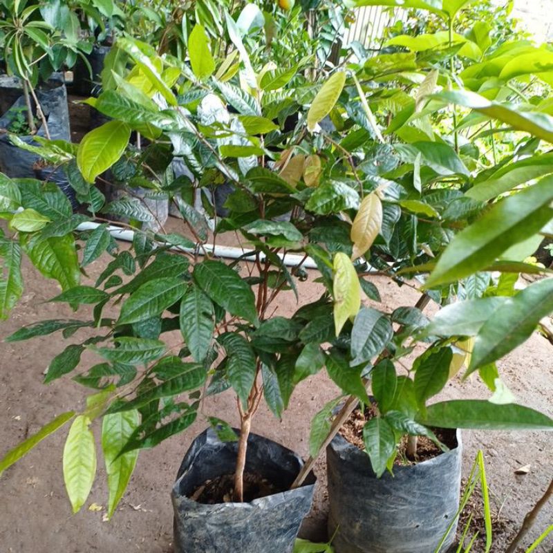 Tabulampot White Jaboticaba