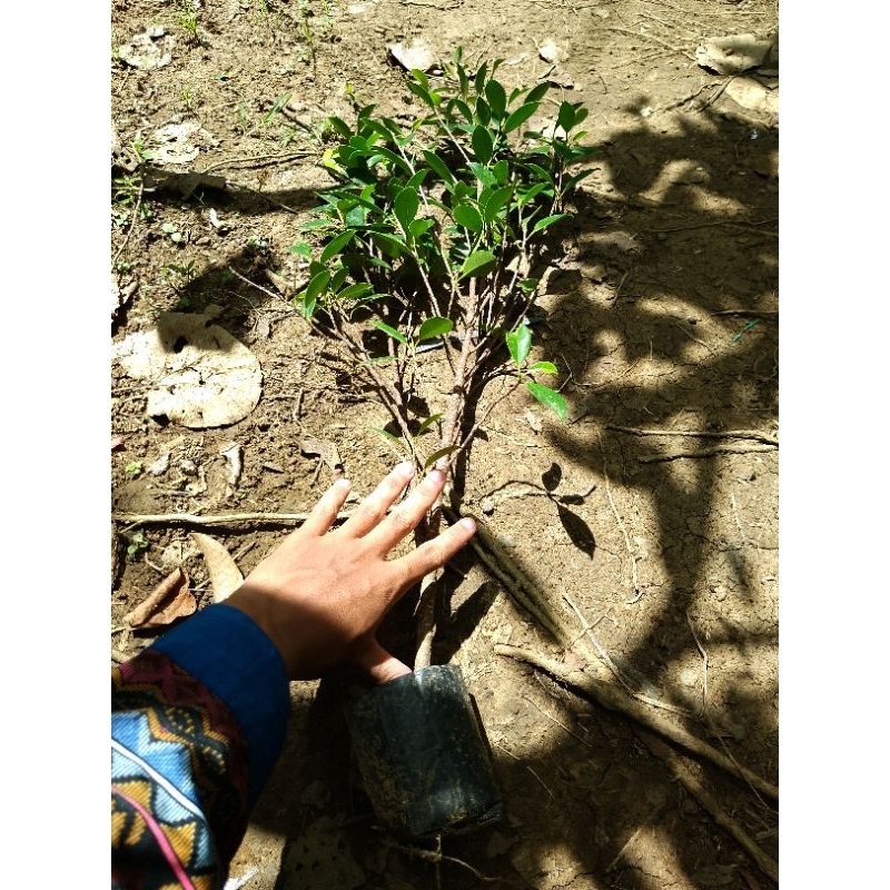 Kimeng Beringin bibit bonsai tanaman beringin