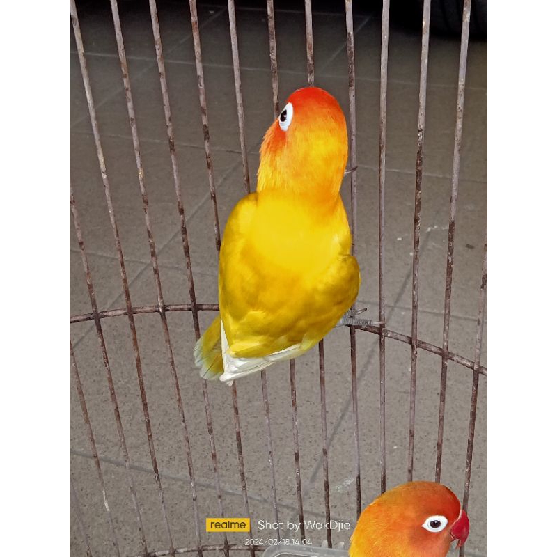 [Instant] Lovebird pastel kuning bersih