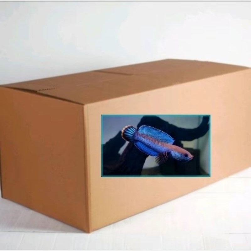 

box packing andrao size 5-6cm